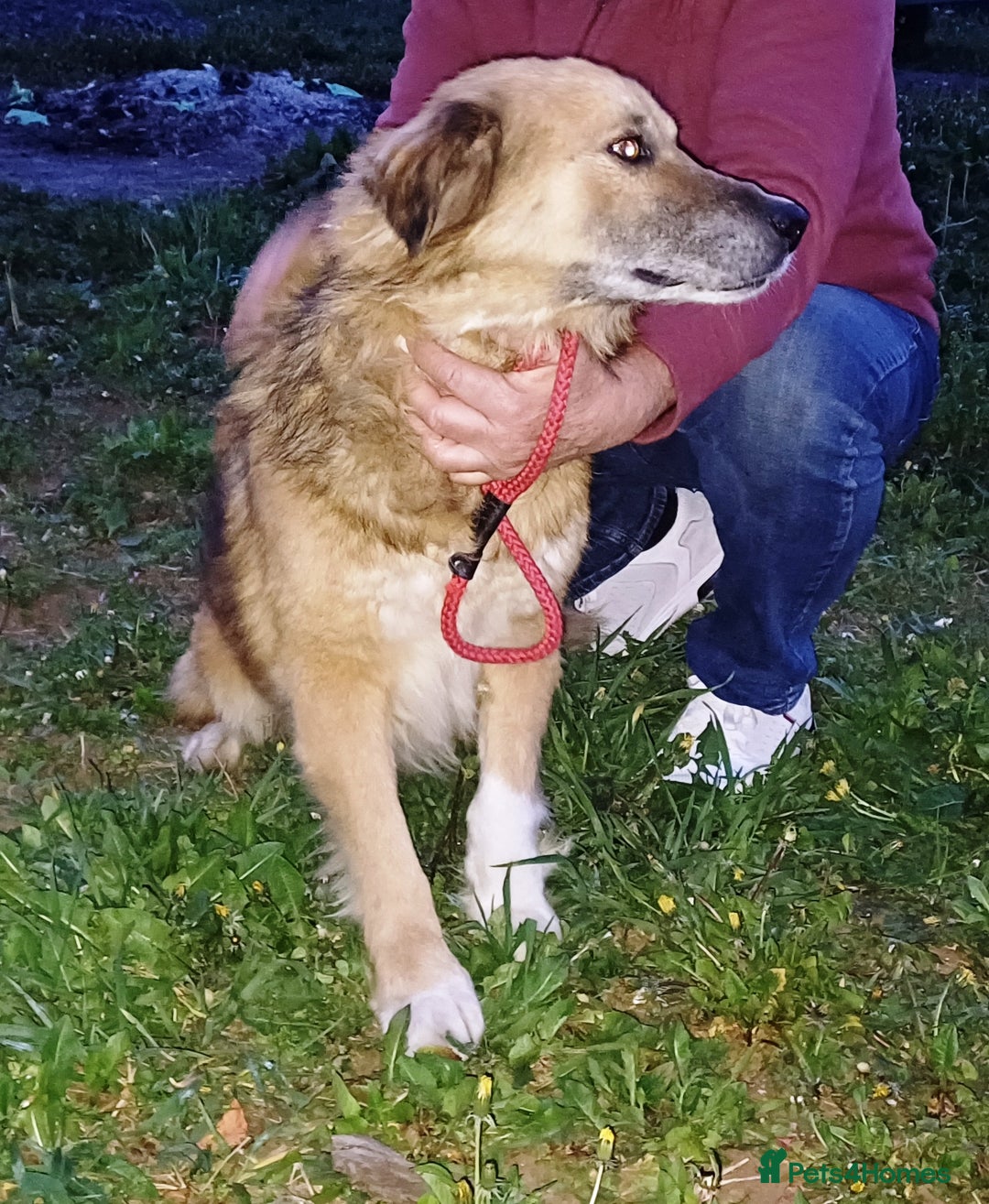 Mixed Breed dogs for adoption: BENNY - a loyal and gentle boy for a Loving Home - Image 11
