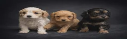 Cavapoo dogs for sale: Beautiful toy cavapoo puppys - Advert 1