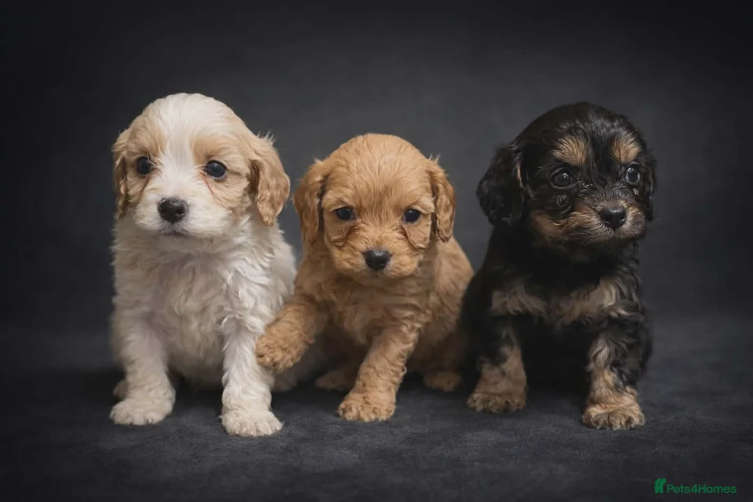 Cavapoo dogs for sale: Beautiful toy cavapoo puppys - Advert 1