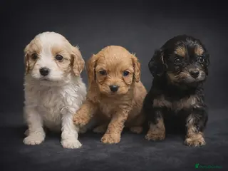 Cavapoo dogs Beautiful toy cavapoo puppys - Advert 1