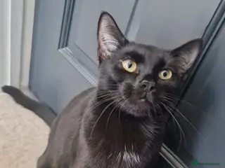 Bombay cats Cat looking for a new home - Advert 5