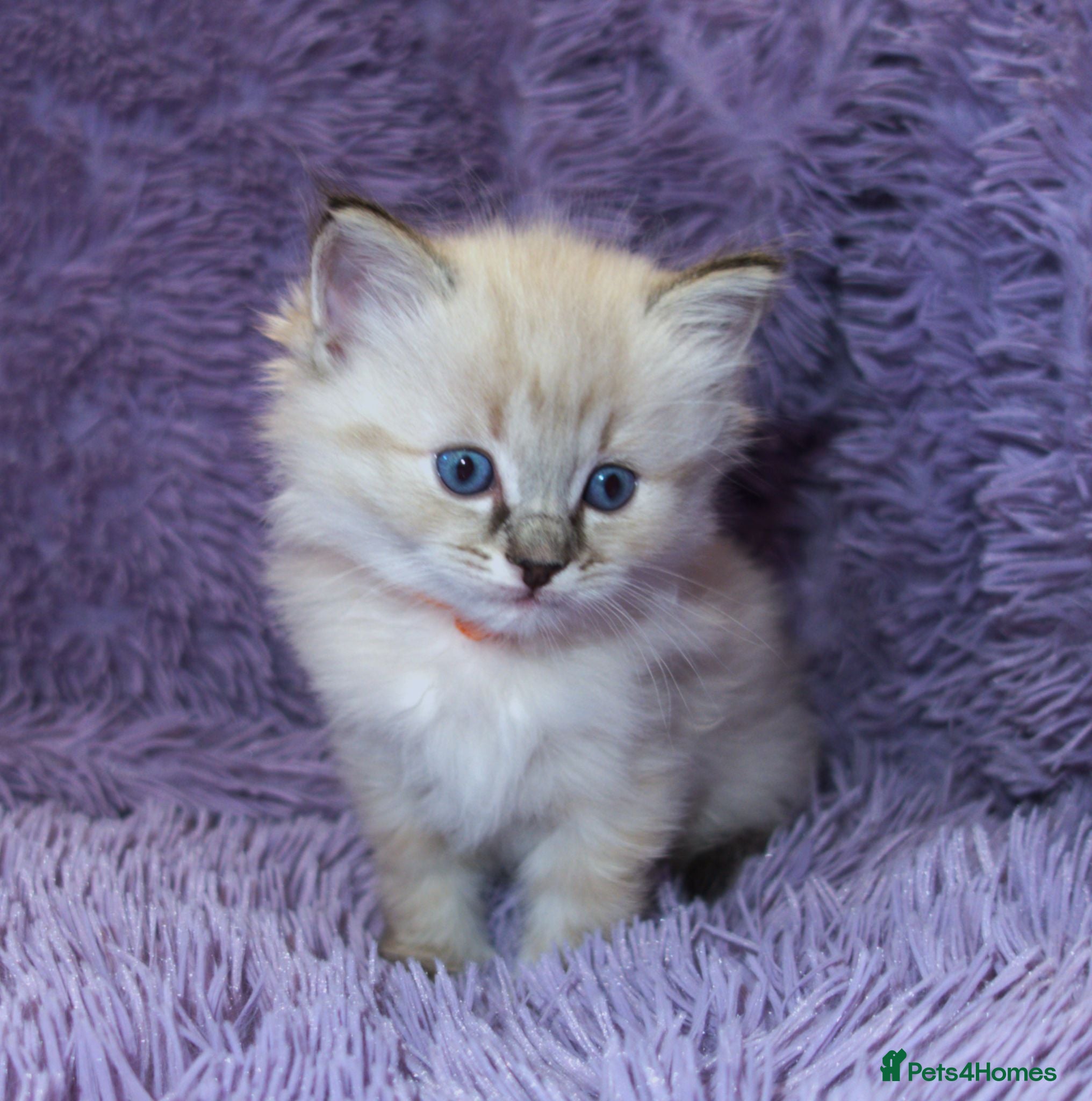 Ragdoll cats Ragdoll Kittens - 3 girls 1 boy - Advert 1