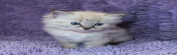 Ragdoll cats for sale: Ragdoll Kittens - 3 girls 1 boy - Advert 1