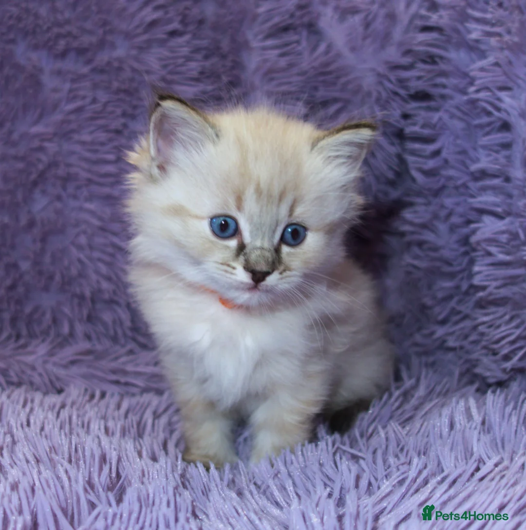 Ragdoll cats for sale: Ragdoll Kittens - 3 girls 1 boy - Advert 1