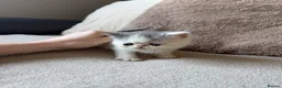 Exotic cats for sale: 4 exotic short hair boys for sale  - Advert 8