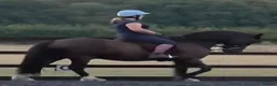 Welsh Section D horses for sale: Black Welsh Section D Gelding 14.3 in Ormskirk - Advert 4