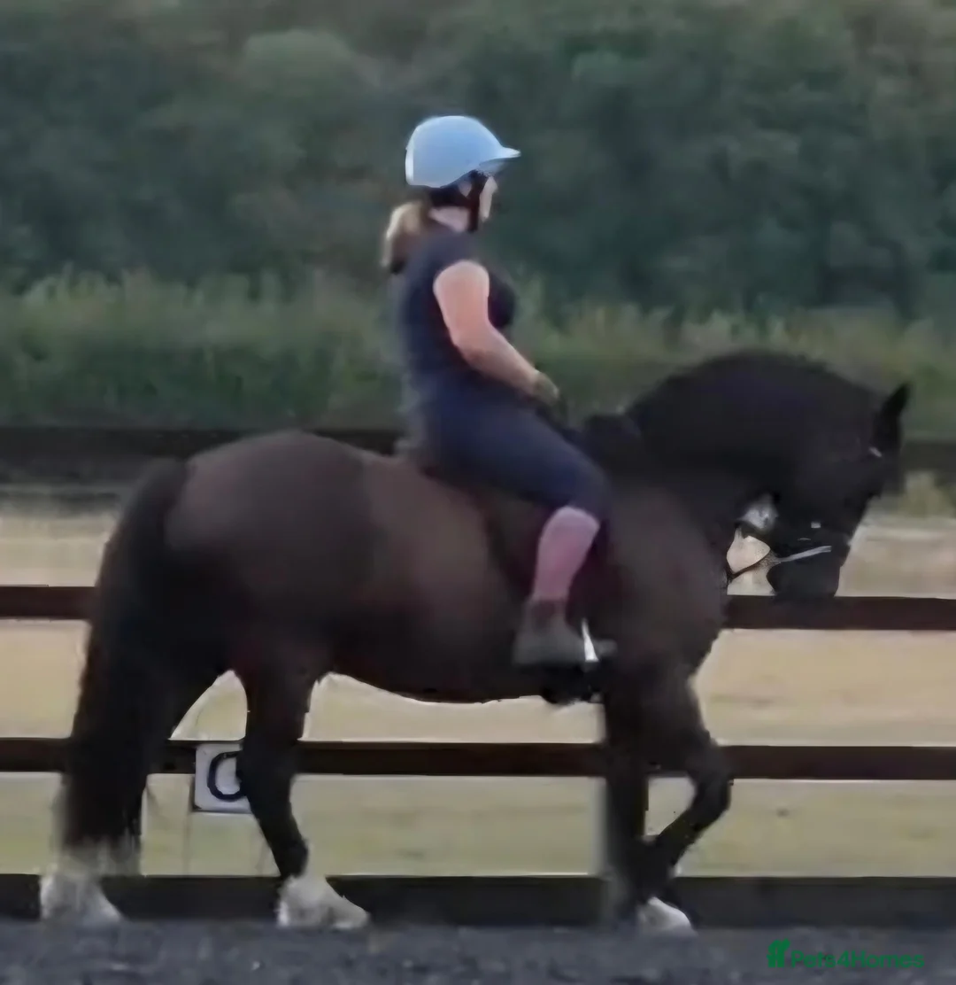 Welsh Section D horses for sale: Black Welsh Section D Gelding 14.3 in Ormskirk - Advert 4