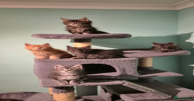 Maine Coon cats - Advert 5