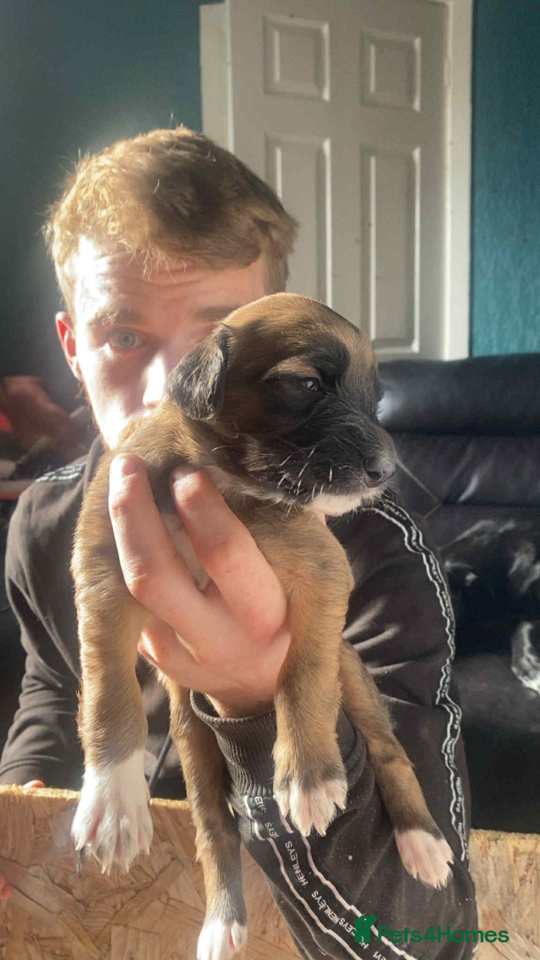 Mixed Breed dogs for sale: 3 tan girls remaining  - Image 22