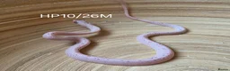 Corn Snake reptiles for sale: Palmetto and caramel palmetto corn snakes  - Advert 19