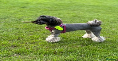 Miniature Poodle dogs - Advert 12