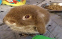 Mini Lop rabbits for sale: Mini lop rabbits  - Image 21