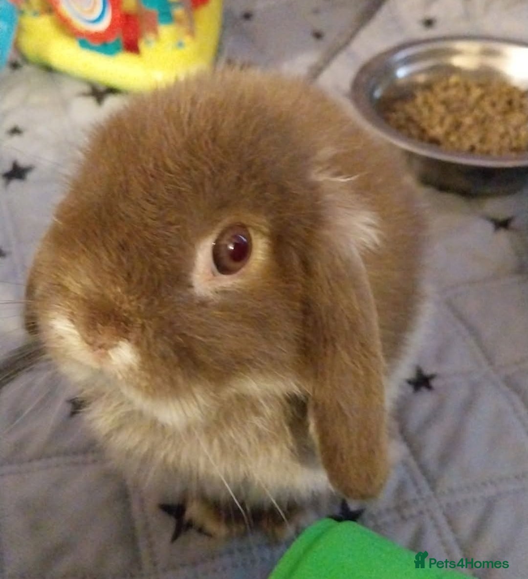 Mini Lop rabbits for sale: Mini lop rabbits  - Image 21