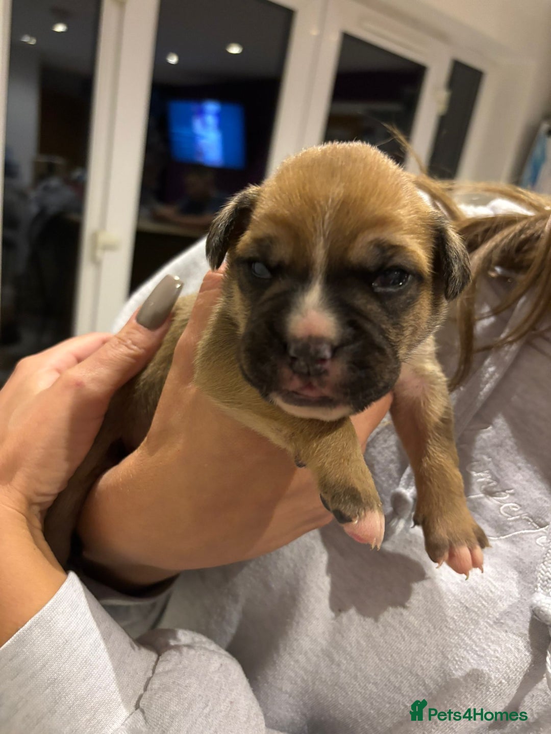 Mixed Breed dogs for sale: Baby bullmastiffs x - Advert 16