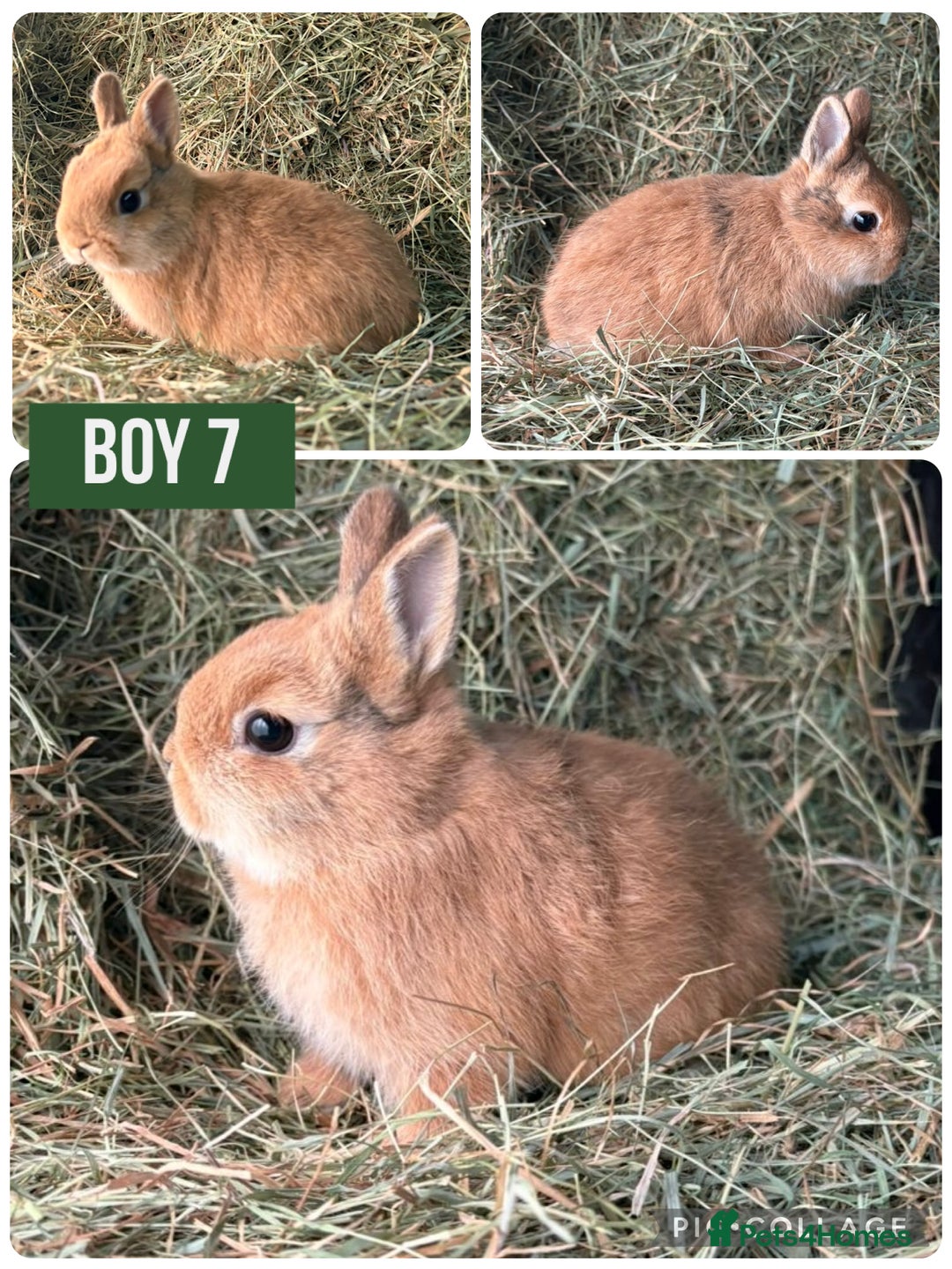 Netherland Dwarf rabbits for sale: Stunning Netherland dwarves  - Advert 2