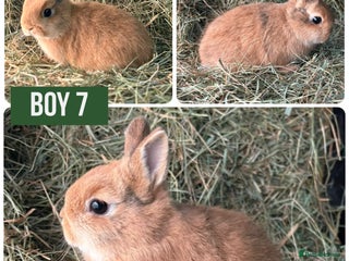 Netherland Dwarf rabbits Stunning Netherland dwarves - Advert 4