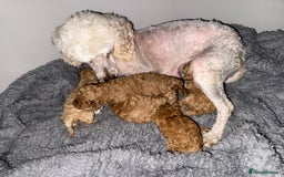 Maltipoo dogs for sale: Multipoo  - Image 17