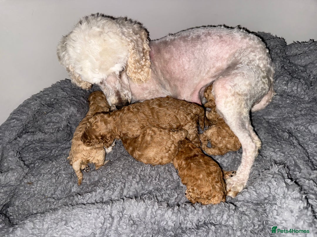 Maltipoo dogs for sale: Multipoo  - Image 17