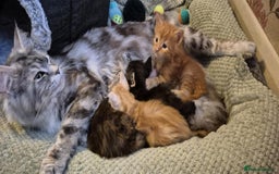 Maine Coon cats for sale: Planned summer babies looking for forever homes - Image 17