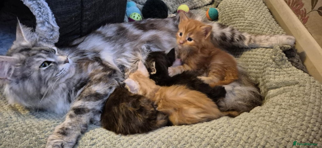 Maine Coon cats for sale: Planned summer babies looking for forever homes - Image 17