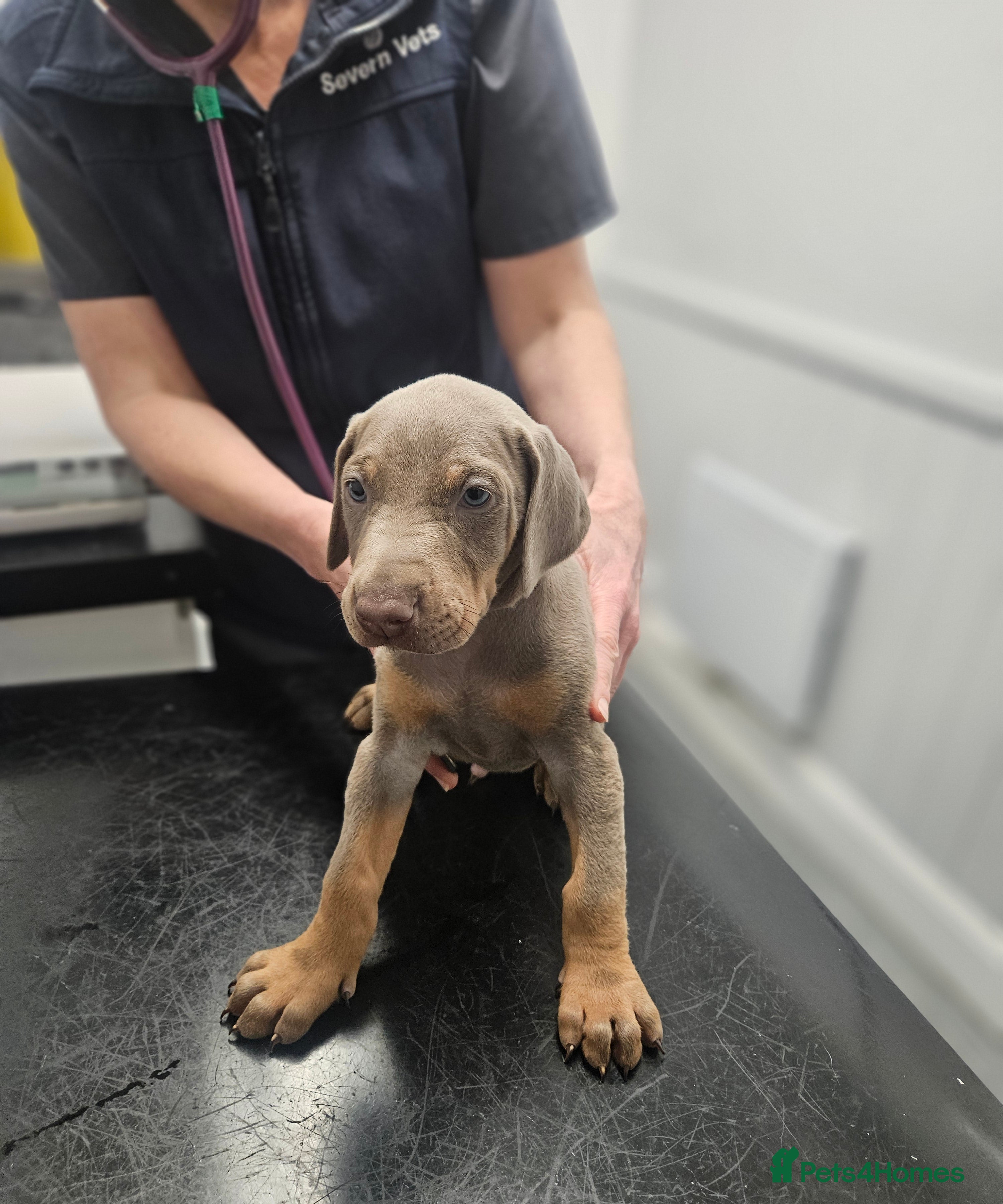 Dobermann dogs International Champ Bloodline Pups Ready 25thDEC - Advert 3