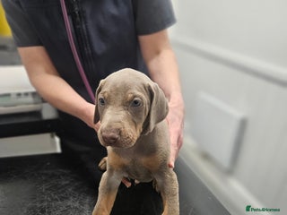 Dobermann dogs International Champ Bloodline Pups Ready 25thDEC - Advert 5