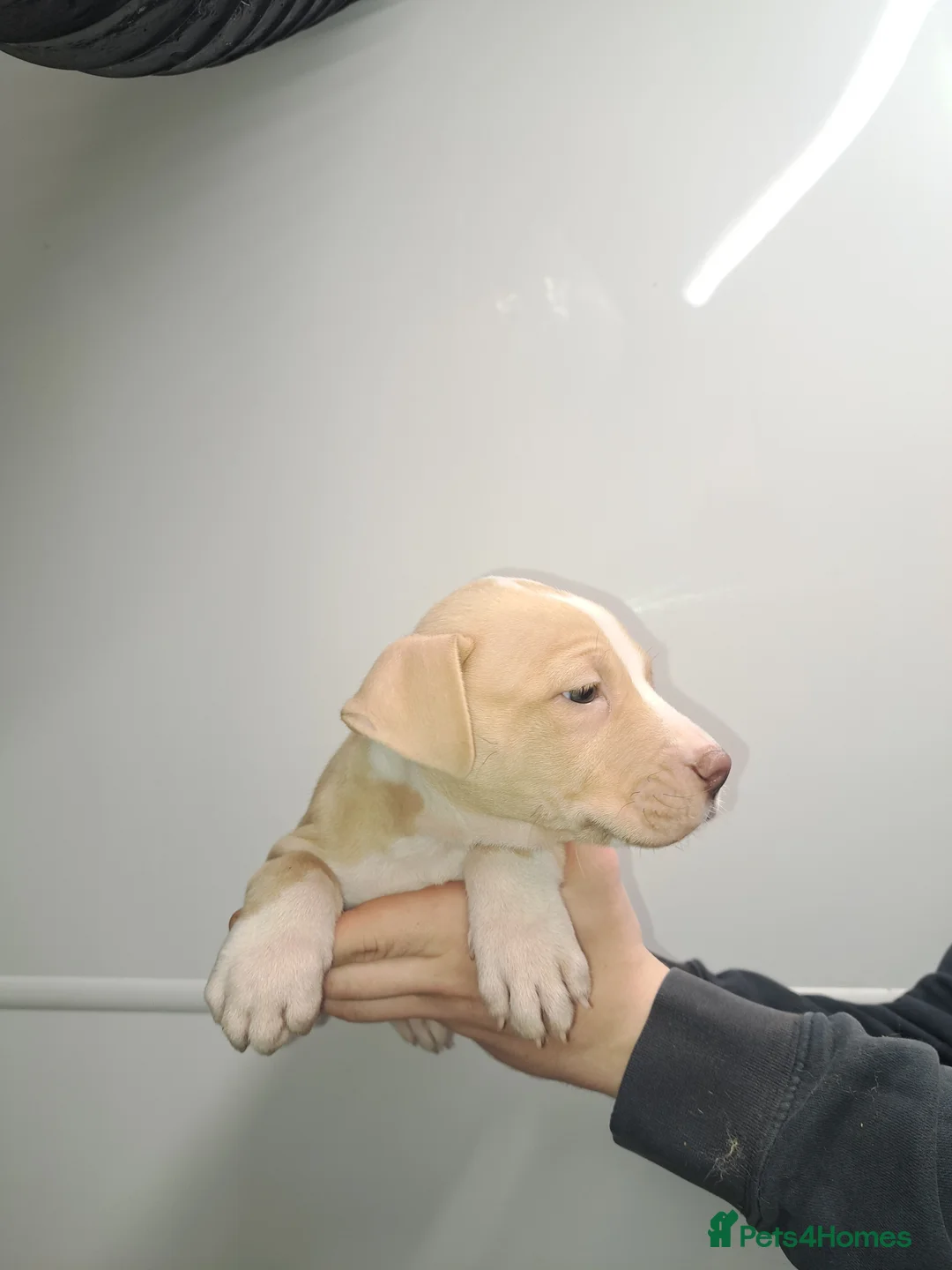 Staffordshire Bull Terrier dogs for sale: OLD SCHOOL RED STAFF PUPS - Advert 2