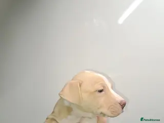 Staffordshire Bull Terrier dogs OLD SCHOOL RED STAFF PUPS - Advert 1