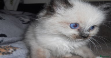 Ragdoll cats - Advert 12