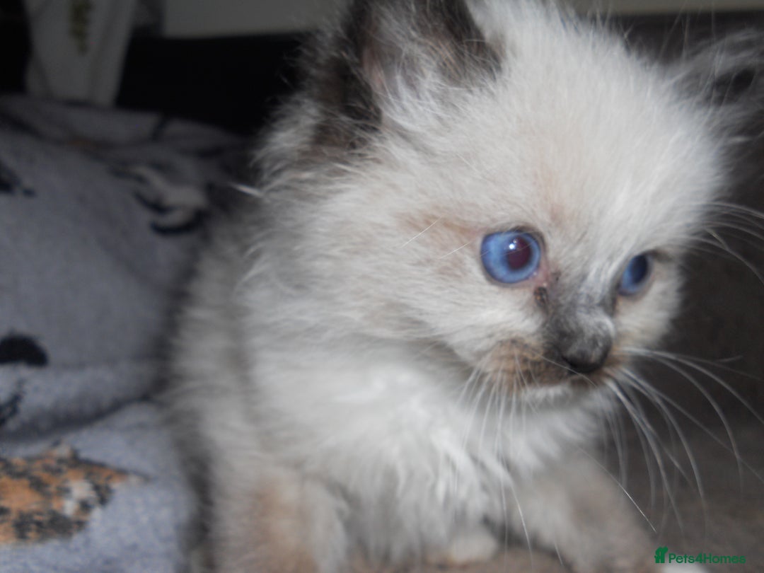 Ragdoll cats for sale: 😎 RAGDOLL KITTENS PUREBRED 100% STOKE 😍 - Image 2