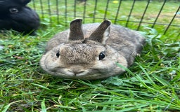 Netherland Dwarf rabbits for sale: 3 Netherland dwarf rabbits  - Image 7