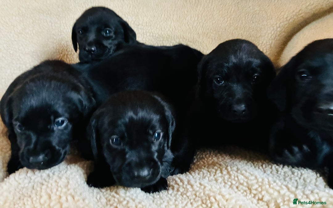 Labrador Retriever dogs for sale: Kc reg black labrador puppies - Advert 10