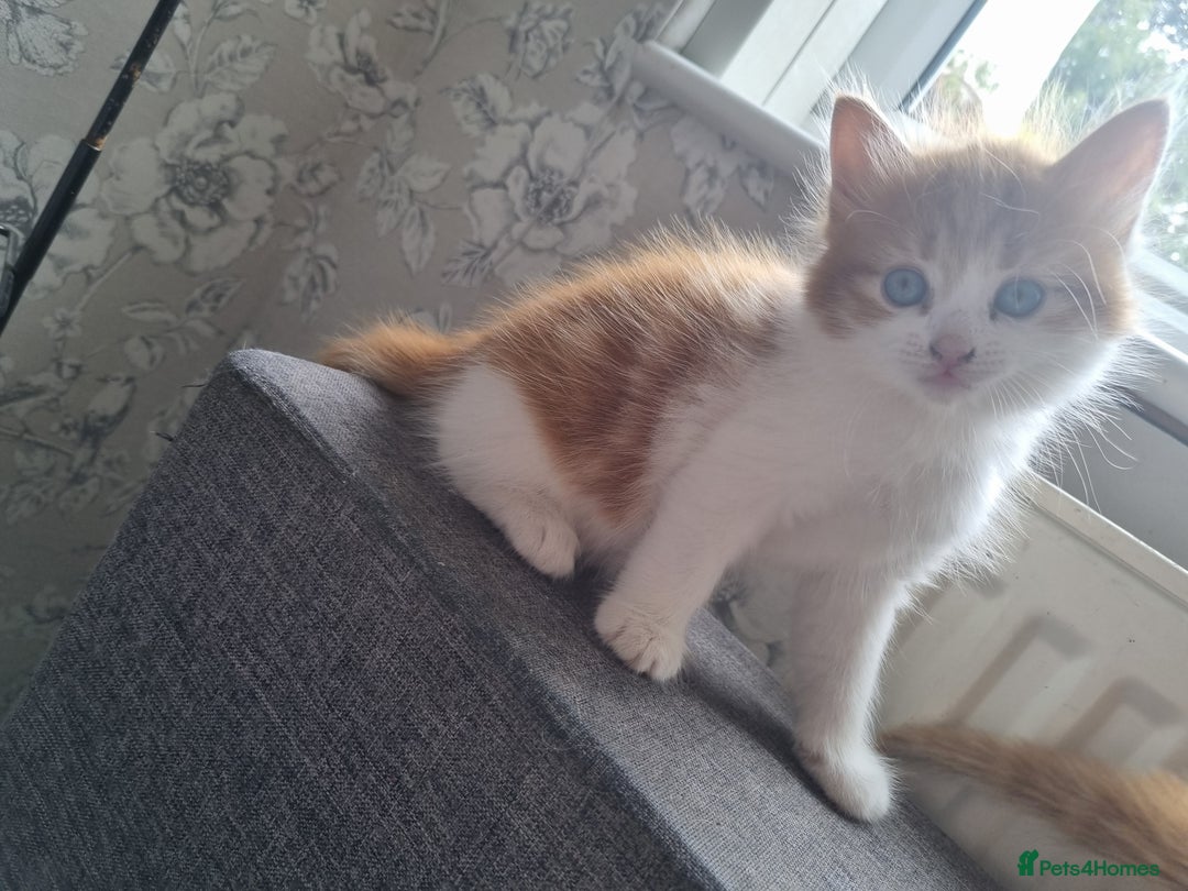 RagaMuffin cats for sale: Adorable Ragamuffin X kittens  - Image 8