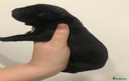 Mixed Breed dogs for sale: 2 female puppies for sale  - Advert 4