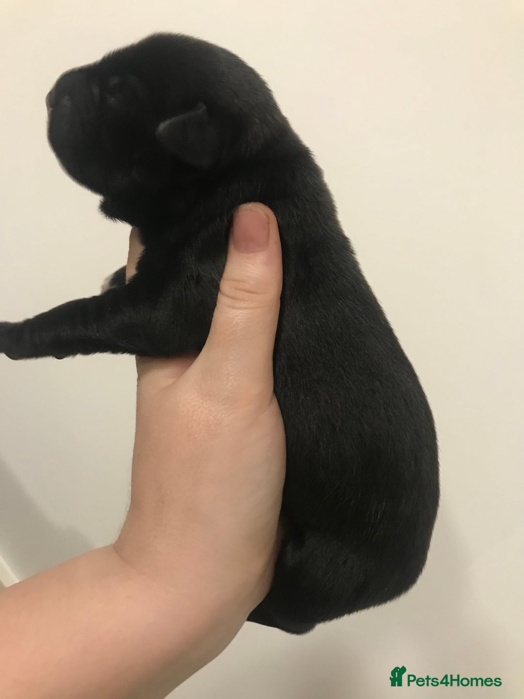 Mixed Breed dogs for sale: 2 female puppies for sale  - Advert 4