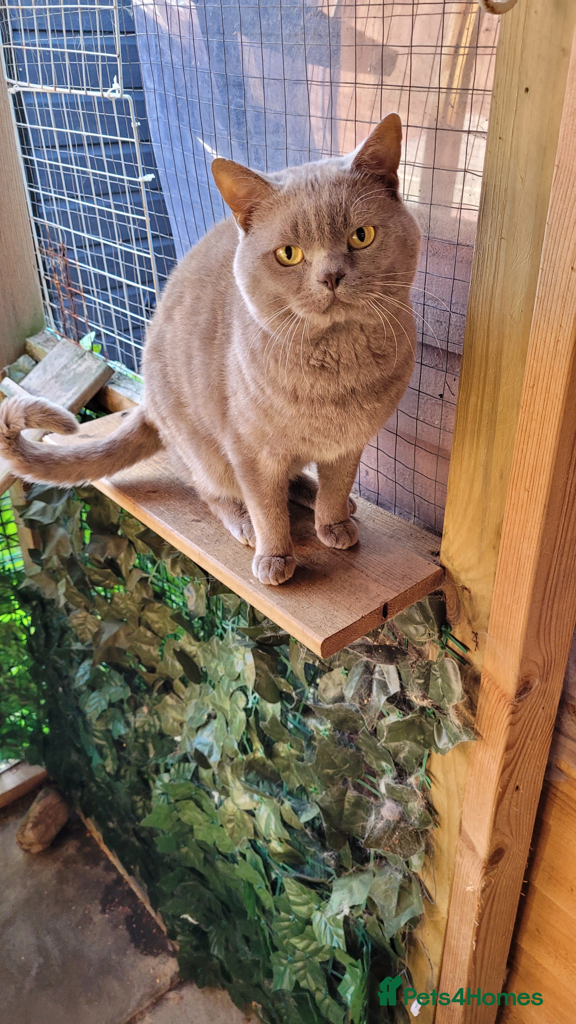 British Shorthair cats Blue for stud  - Advert 20