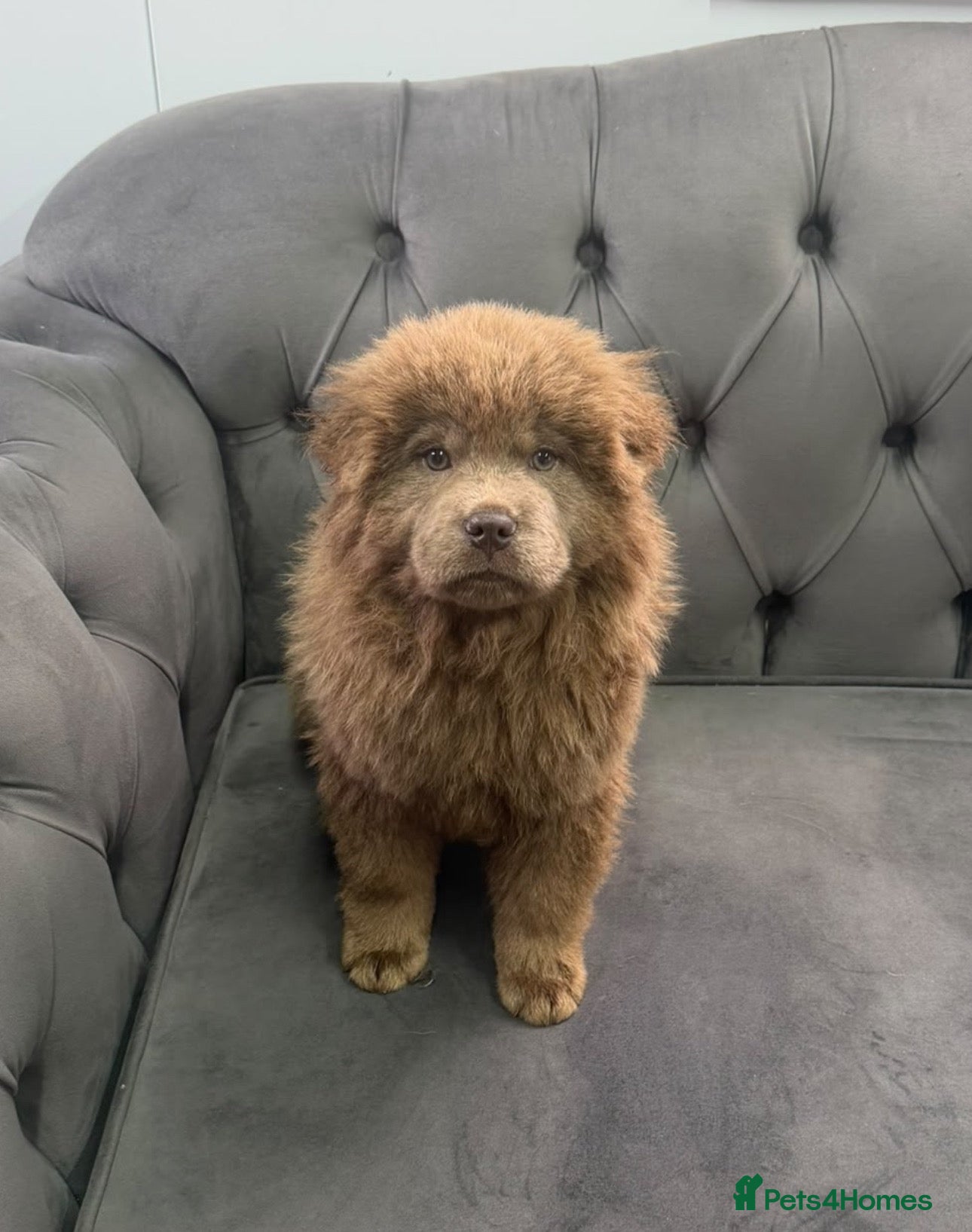 Chow Chow dogs Stunning rare lilac male chow chow puppy for sale  - Advert 1