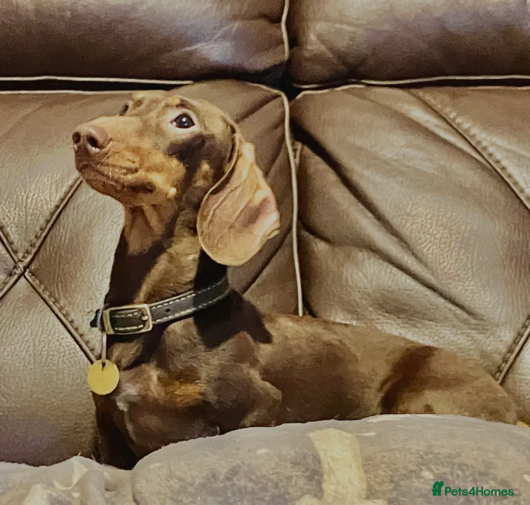 Miniature Dachshund dogs for stud: kc reg.. fully health tested miniature dachshund in Wrexham - Advert 11