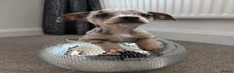 Chiweenie dogs for sale: Chiweenie puppie - Advert 3