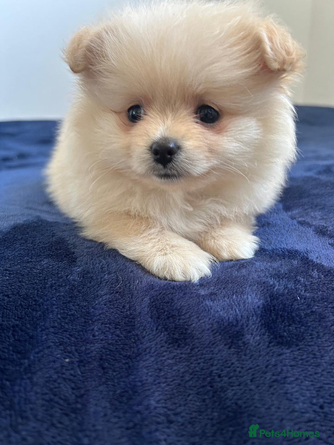 Pomeranian dogs for sale: Pure Pomeranian Puppies - Image 11