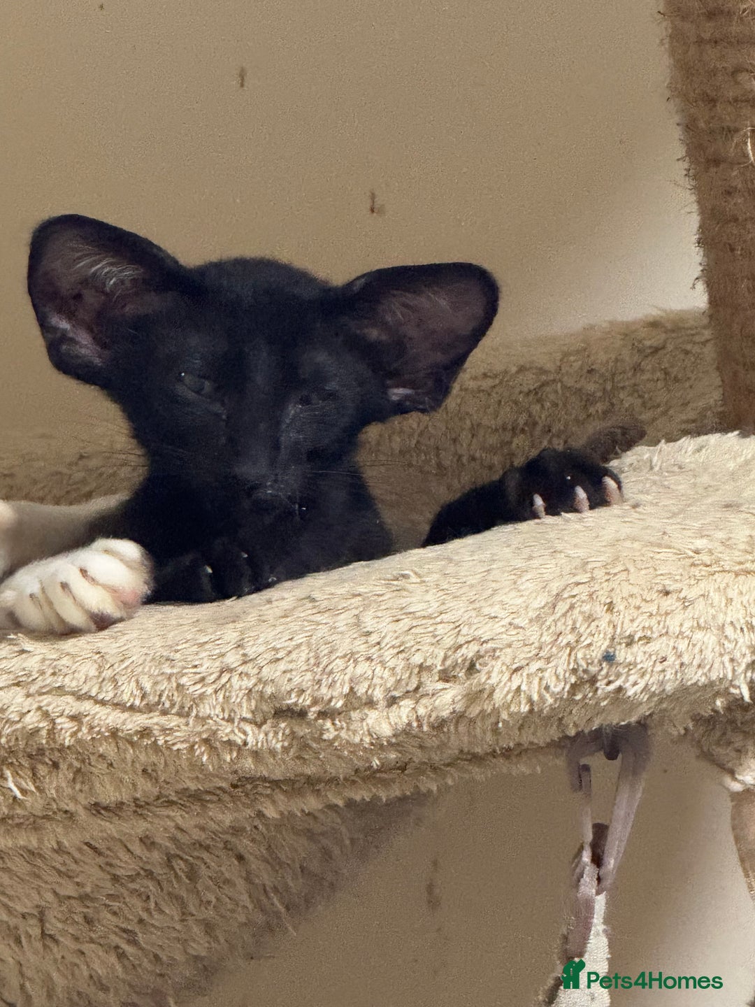 Oriental cats for sale: Pedigree Black Oriental kitten - Advert 5