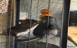 Chinchilla rodents for sale: x2 chinchillas  - Image 4