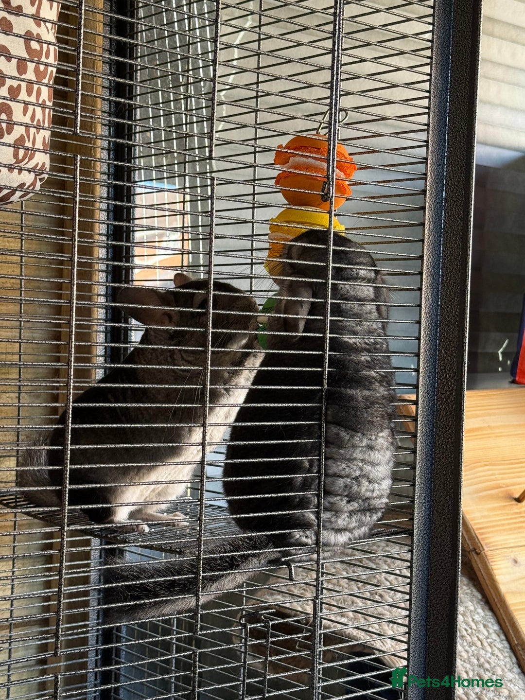 Chinchilla rodents for sale: x2 chinchillas  - Image 4