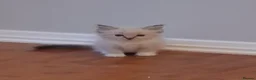 Ragdoll cats for sale: Beautiful Ragdoll Kittens - Advert 2