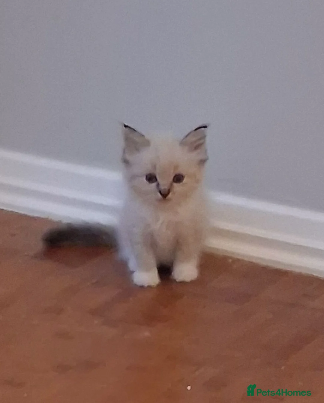 Ragdoll cats for sale: Beautiful Ragdoll Kittens - Advert 2