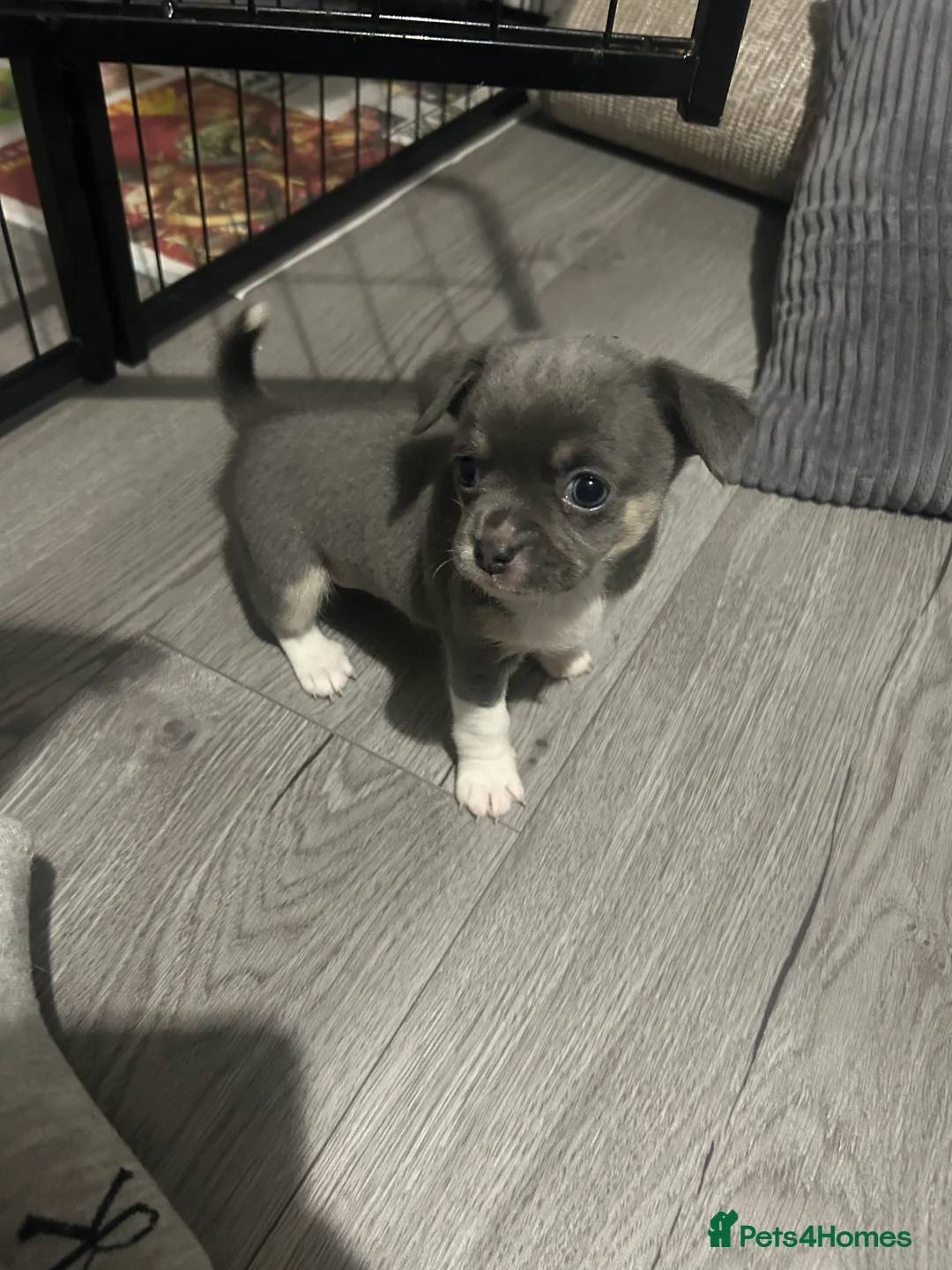 Chihuahua dogs for sale: Full pedigree Chihuahua puppies - Advert 5