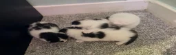 Mixed Breed cats for sale: 4 beautiful fluffy kitten  - Advert 9
