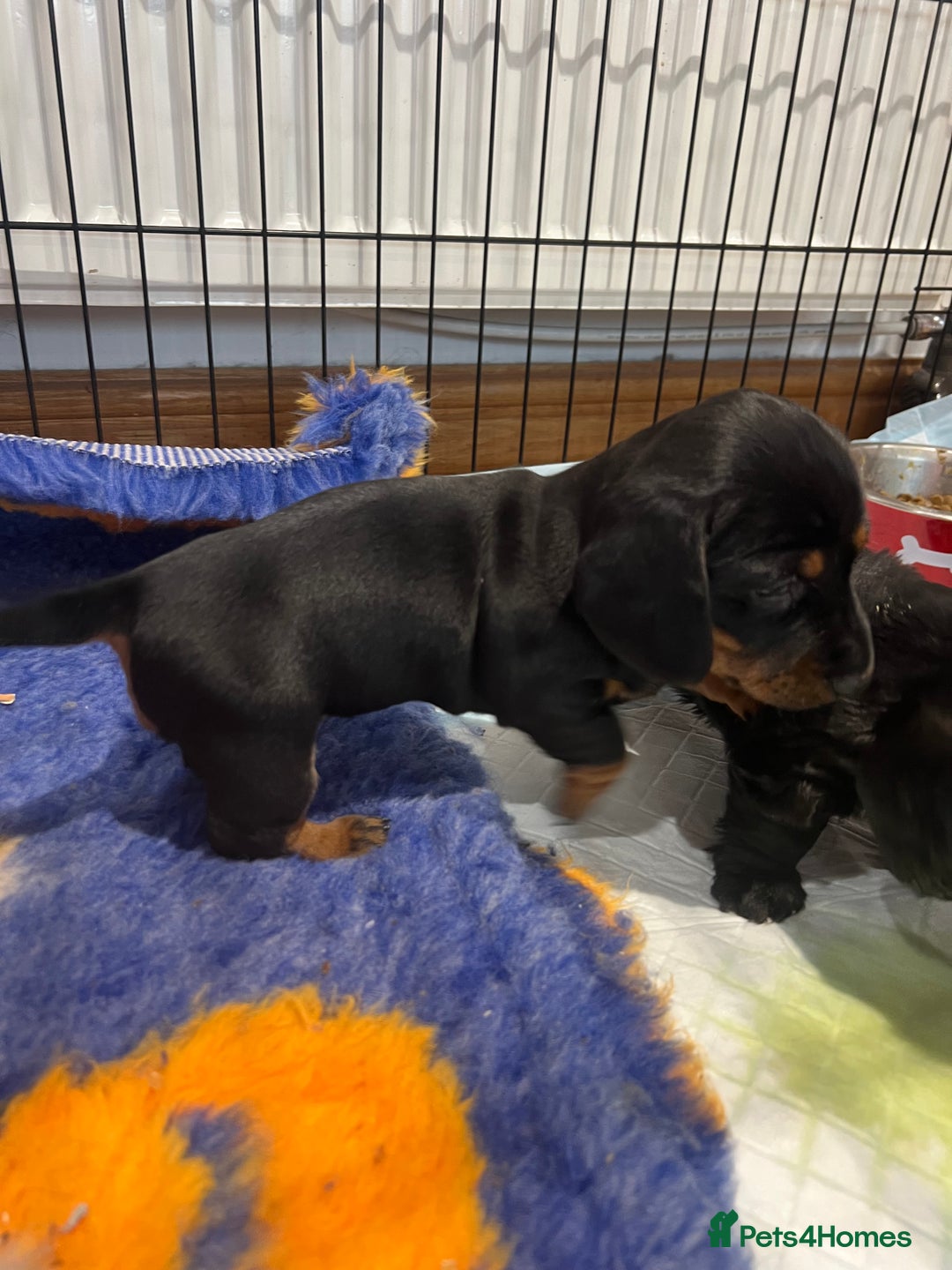 Miniature Dachshund dogs for sale: **Exceptionally well Raised Miniature Dachshunds** - Advert 20