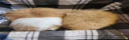 Guinea Pig rodents for sale: 2 male swiss guinea pigs - Advert 2