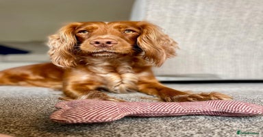 Cocker Spaniel dogs - Advert 8